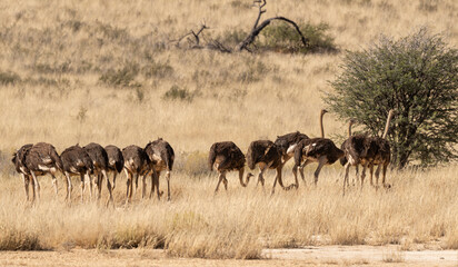 Autruche d'Afrique, .Struthio camelus, Common Ostrich, Désert du Kalahari, Afrique du Sud