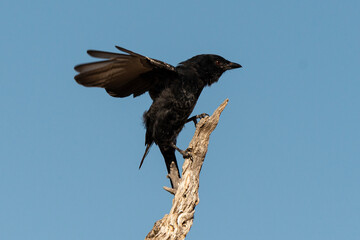 Drongo brillant,.Dicrurus adsimilis, Fork tailed Drongo