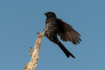 Drongo brillant,.Dicrurus adsimilis, Fork tailed Drongo