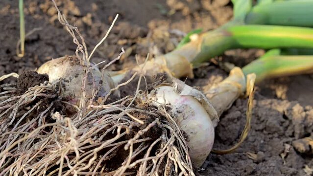 Young garlic with roots lying on garden soil. Collection of Lyubasha garlic in the garden. Agricultural field of garlic plant. Freshly picked vegetables, organic farming concept. Organic garlic.