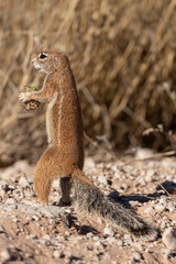 Ecureuil de terre du Cap, Xerus inauris, Désert du Kalahari, Afrique du Sud