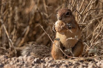 Ecureuil de terre du Cap, Xerus inauris, Désert du Kalahari, Afrique du Sud
