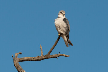 Elanion blanc, .Elanus caeruleus, Black winged Kite