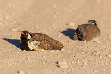 Outarde à miroir blanc,.Afrotis afraoides, Northern Black Korhaan