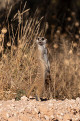 Suricate, Suricata suricatta, Parc national Kalahari, Afrique du Sud