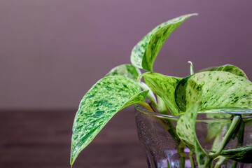 ポトスの水耕栽培