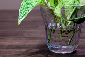 ポトスの水耕栽培