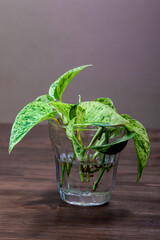 ポトスの水耕栽培