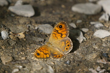 butterfly on the ground