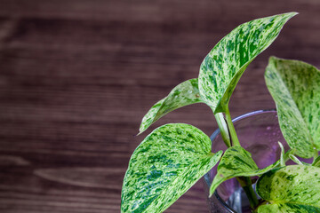 ポトスの水耕栽培