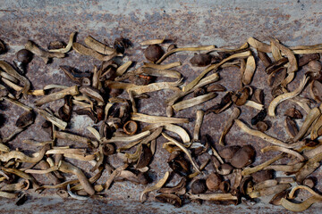 dry mushrooms