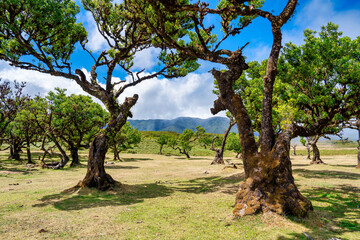 Beautiful laurel trees in the afternoon sunset in the Fanal Forest, Madeira, Portugal. Ancient laurel trees, landscape view of the trees in summer