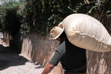 An Hispanic farmer is carrying a coffee sack on his shoulder