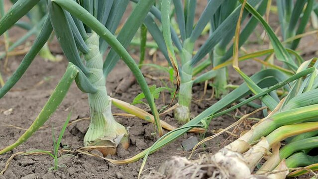 Young garlic with roots lying on garden soil. Collection of Lyubasha garlic in the garden. Agricultural field of garlic plant. Freshly picked vegetables, organic farming concept. Organic garlic.