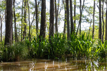 Obraz premium Tranquil Honey Island Swamp Landscape with Green Trees Covered in Spanish Moss in Louisiana