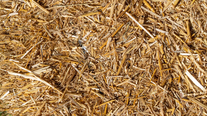 Straw hay under warm sunlight, autumn background