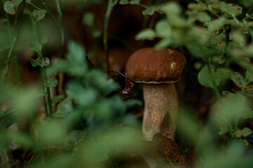 selective focus of brown edible mushroom growing among green grass