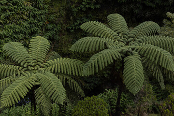 Riesiger Farn auf der Insel Sao Miguel, Azoren