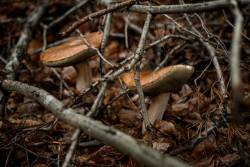 Naklejka na ściany i meble close-up of brown mushrooms growing among yellowed leaves and dry tree branches