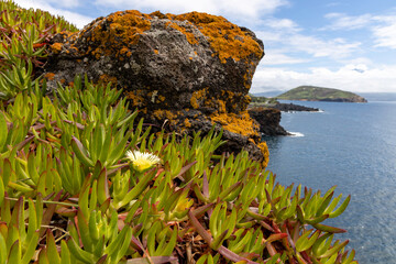 Lava-Küste bei Horta auf der Insel Faial - Azoren - mit Blüten