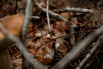 selective focus on mushroom with brown cap growing among yellowed leaves and dry tree branches