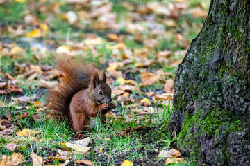 Wild Eurasian red squirrel (Sciurus vulgaris) in Kampinos National Park, Masovia, Poland