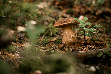 Close-up of large beautiful edible brown mushroom growing in forest