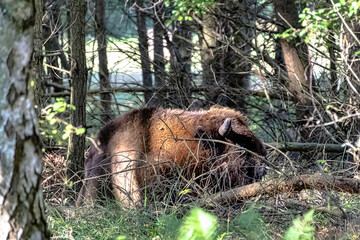 European wood bison (Bison bonasus), also known as the wisent, zubr or European buffalo in Bialowieza Forest, Poland