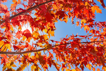 Close up shot of beautiful red maple leaves in Big Bear Lake area