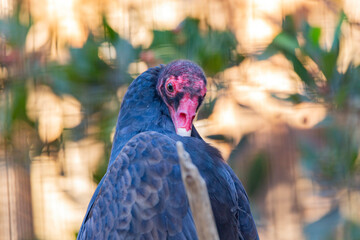 Close up shot of Turkey vulture