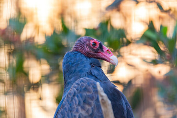 Close up shot of Turkey vulture