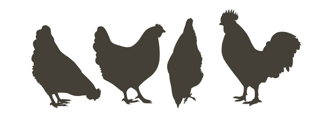 chicken, hen bird. Poultry, broiler, farm animal feeding. Vintage Easter card. Egg packaging design. Realistic sketch, line, silhouette, engraving illustration.