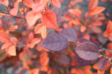 紅葉した小さな葉