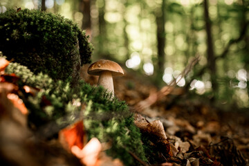 close-up view on beautiful green moss and mushroom growing nearby in the forest