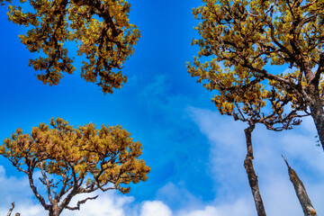 Beautiful laurel trees in the afternoon sunset in the Fanal Forest, Madeira, Portugal. Ancient laurel trees, landscape view of the trees in summer