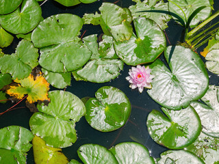 Close up shot of the Lotus blossom in the Echo Park Lake