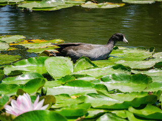Close up shot of American coot in the Echo Park Lake