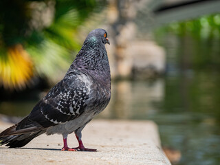 Close up shot of Feral pigeon in the Echo Park Lake