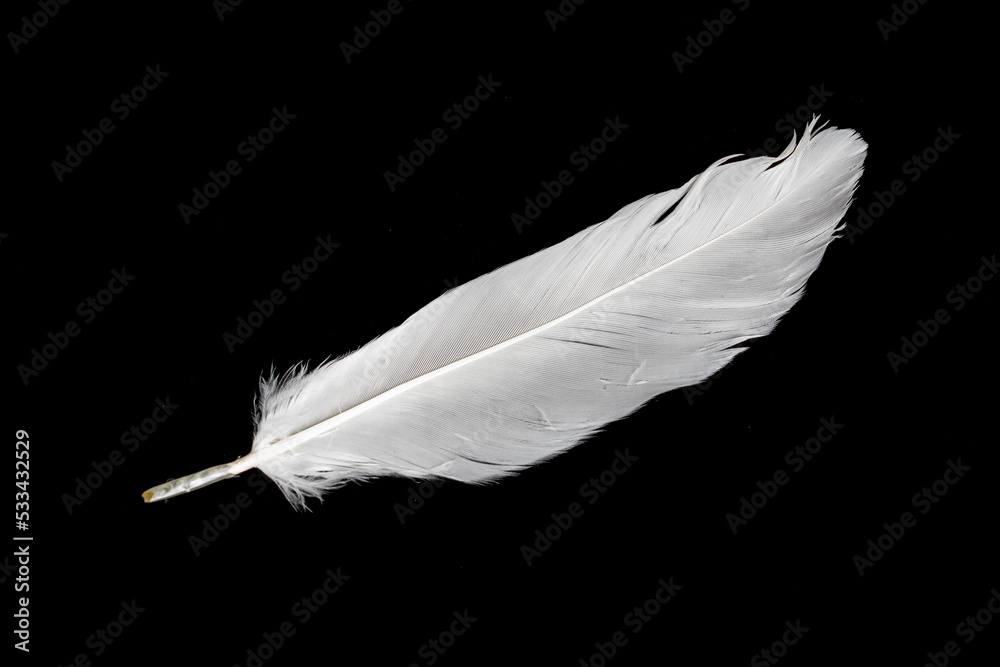 Wall mural white feather of a goose on a black background