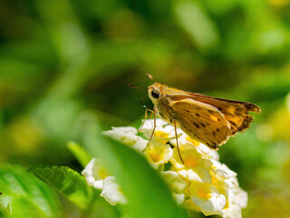 Close up shot of Fiery skipper eating the Lantana camara flower