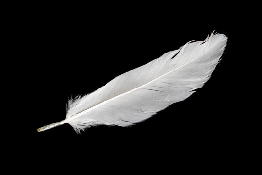 Fototapeta white feather of a goose on a black background