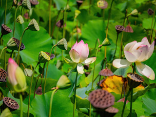 Lotus blossom in the Echo Park Lake