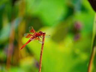 Close up shot of Neon skimmer in the Echo Park Lake