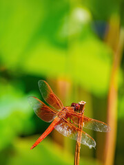 Close up shot of Neon skimmer in the Echo Park Lake