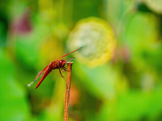 Close up shot of Neon skimmer in the Echo Park Lake