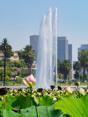 Lotus blossom in the Echo Park Lake