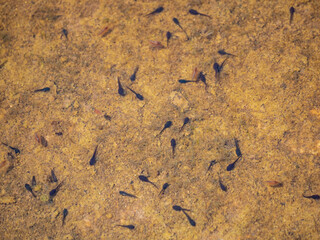 Landscape in Joshua Tree National Park