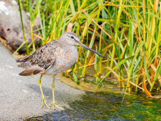 Close up shot of Long-billed dowitcher
