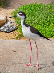 Close up shot of Hawaiian stilt