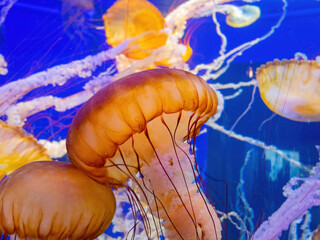 Close up shot of jellyfish swimming